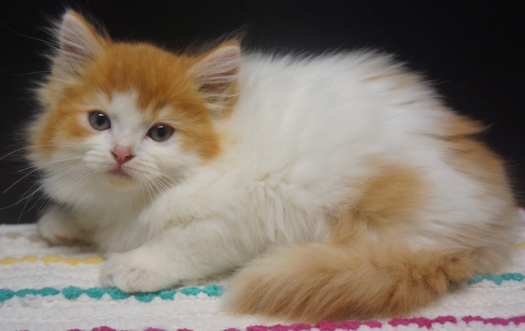 Available Kittens